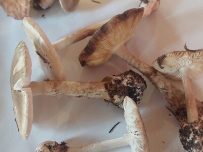 Škola gljivarstva u Peckoj