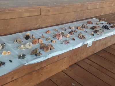 Škola gljivarstva u Peckoj