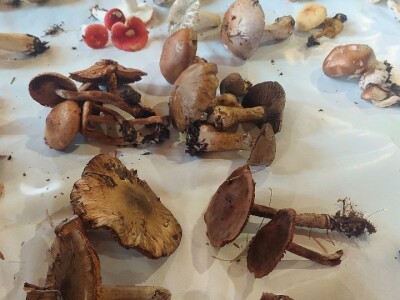 Škola gljivarstva u Peckoj