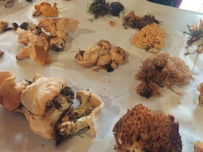 Škola gljivarstva u Peckoj