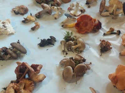 Škola gljivarstva u Peckoj