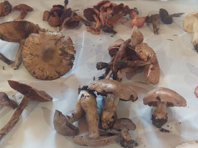 Škola gljivarstva u Peckoj