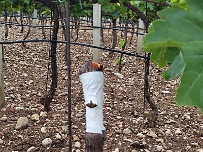 Škola kalemljenja vinove loze i masline