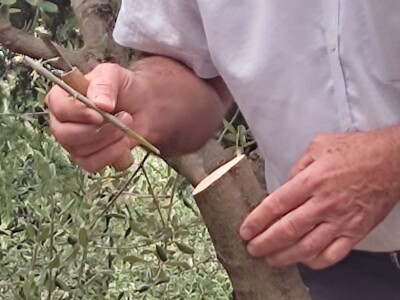 Škola kalemljenja vinove loze i masline