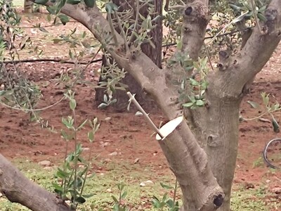 Škola kalemljenja vinove loze i masline