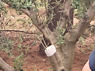 Škola kalemljenja vinove loze i masline