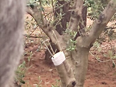 Škola kalemljenja vinove loze i masline