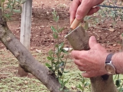Škola kalemljenja vinove loze i masline