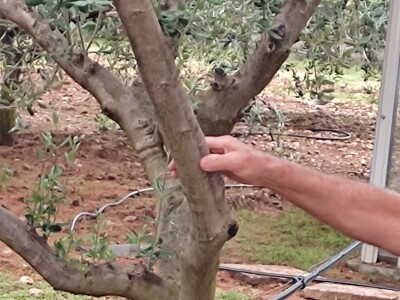 Škola kalemljenja vinove loze i masline
