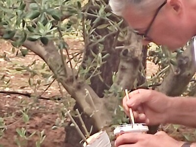 Škola kalemljenja vinove loze i masline