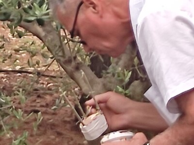 Škola kalemljenja vinove loze i masline