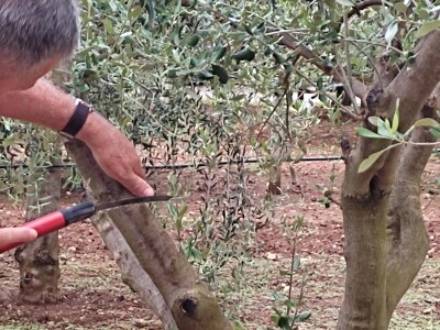 Škola kalemljenja vinove loze i masline