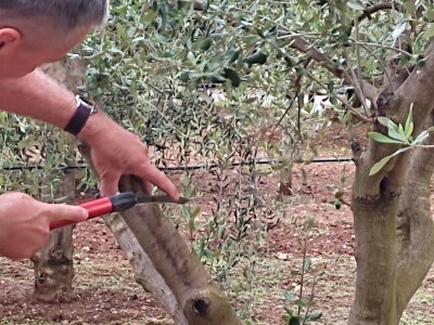 Škola kalemljenja vinove loze i masline