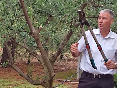 Škola kalemljenja vinove loze i masline