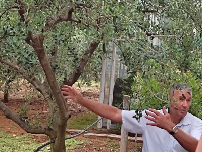 Škola kalemljenja vinove loze i masline