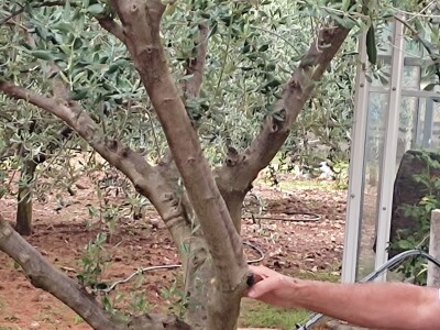 Škola kalemljenja vinove loze i masline