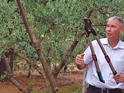 Škola kalemljenja vinove loze i masline