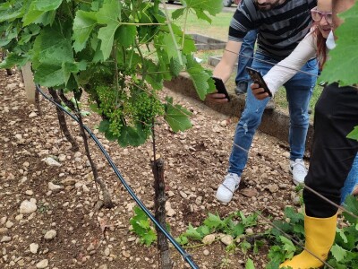 Škola kalemljenja vinove loze i masline