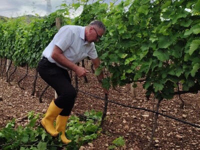 Škola kalemljenja vinove loze i masline
