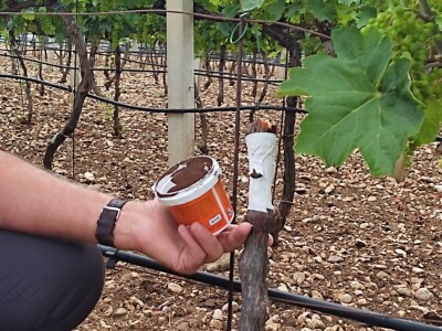 Škola kalemljenja vinove loze i masline