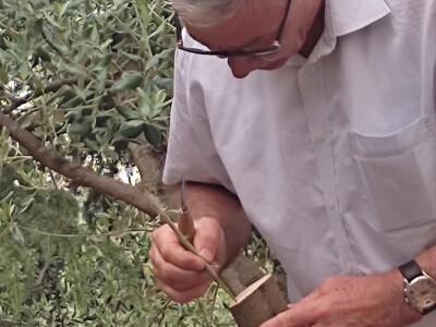 Škola kalemljenja vinove loze i masline