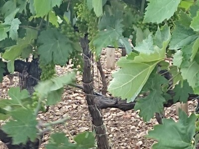 Škola kalemljenja vinove loze i masline