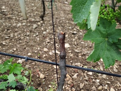 Škola kalemljenja vinove loze i masline