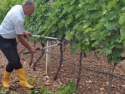 Škola kalemljenja vinove loze i masline