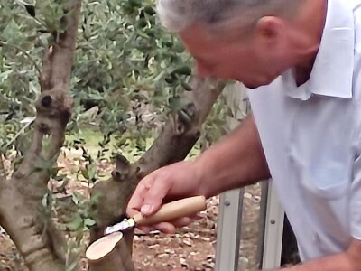 Škola kalemljenja vinove loze i masline
