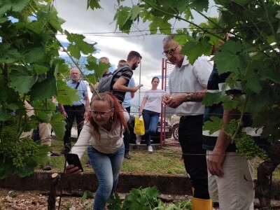 Škola kalemljenja vinove loze i masline