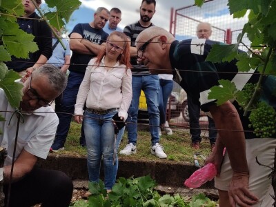 Škola kalemljenja vinove loze i masline