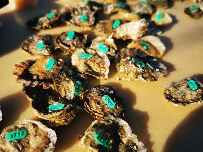 ŠKOLJKARSTVO - Mladi profesori uzgojili prve europske plosnate kamenice u Novigradskom moru ŠKOLJKARSTVO - Mladi profesori uzgojili prve europske plosnate kamenice u Novigradskom moru