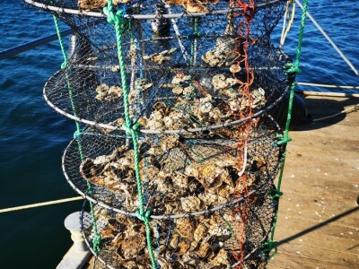 ŠKOLJKARSTVO - Mladi profesori uzgojili prve europske plosnate kamenice u Novigradskom moru ŠKOLJKARSTVO - Mladi profesori uzgojili prve europske plosnate kamenice u Novigradskom moru