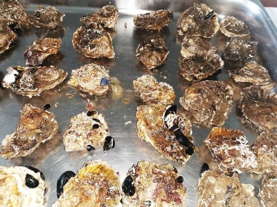 ŠKOLJKARSTVO - Mladi profesori uzgojili prve europske plosnate kamenice u Novigradskom moru ŠKOLJKARSTVO - Mladi profesori uzgojili prve europske plosnate kamenice u Novigradskom moru