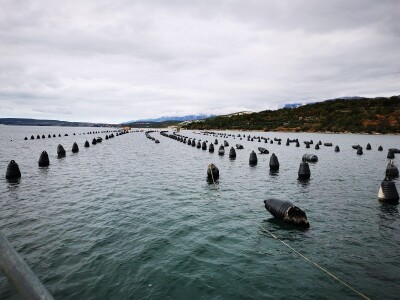 ŠKOLJKARSTVO - Mladi profesori uzgojili prve europske plosnate kamenice u Novigradskom moru ŠKOLJKARSTVO - Mladi profesori uzgojili prve europske plosnate kamenice u Novigradskom moru