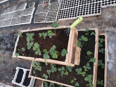 Skoncentrišite se na domaću proizvododnju i proizvodite vlastito povrće