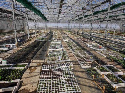 Skoncentrišite se na domaću proizvododnju i proizvodite vlastito povrće