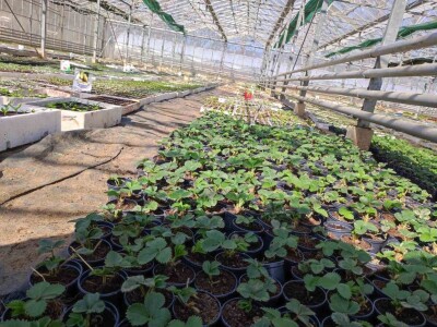 Skoncentrišite se na domaću proizvododnju i proizvodite vlastito povrće