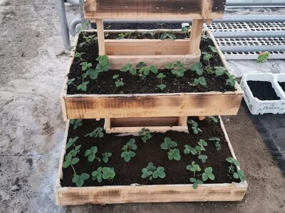 Skoncentrišite se na domaću proizvododnju i proizvodite vlastito povrće