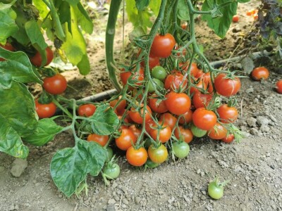 Skoncentrišite se na domaću proizvododnju i proizvodite vlastito povrće