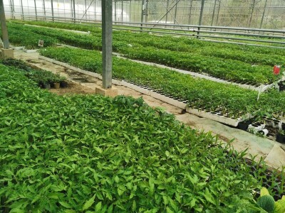 Skoncentrišite se na domaću proizvododnju i proizvodite vlastito povrće