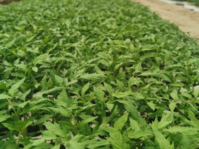 Skoncentrišite se na domaću proizvododnju i proizvodite vlastito povrće