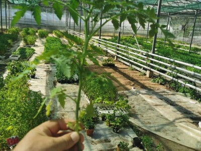 Skoncentrišite se na domaću proizvododnju i proizvodite vlastito povrće