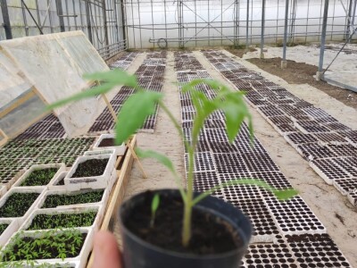 Skoncentrišite se na domaću proizvododnju i proizvodite vlastito povrće