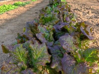 Skoncentrišite se na domaću proizvododnju i proizvodite vlastito povrće