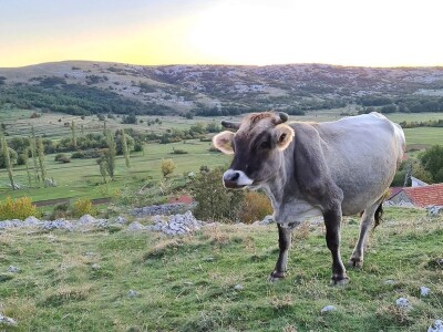 Škripavac i sir iz mješine - za kupce i goste poslastica, za mještane Donje Trusine šansa za revitalizaciju sela Škripavac i sir iz mješine - za kupce i goste poslastica, za mještane Donje Trusine šansa za revitalizaciju sela