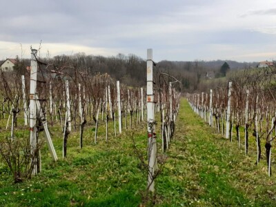 Škrlet - hrvatski vinski biser Škrlet - hrvatski vinski biser