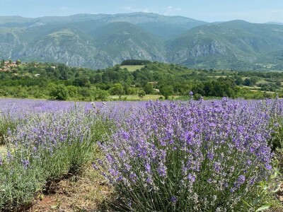 Skulpture "procvetale" u polju lavande