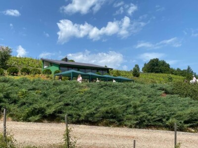 Skulpture "procvetale" u polju lavande