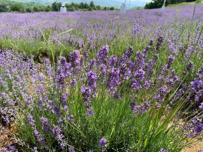 Skulpture "procvetale" u polju lavande